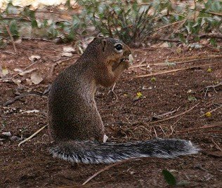 Buschhörnchen, Borstenhörnchen, Unstriped Ground Squirrel, Xerus rutilus